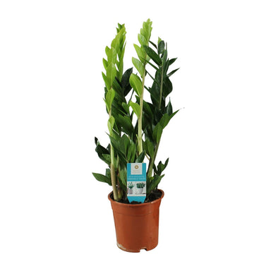 Zamioculcas Zamiifolia - Ø17Cm - ↕65Cm