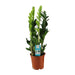 Zamioculcas Zamiifolia - Ø17Cm - ↕65Cm
