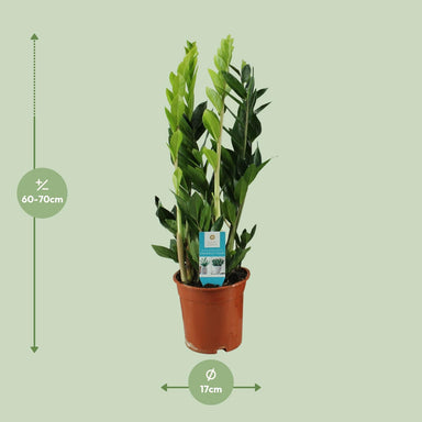 Zamioculcas Zamiifolia - Ø17Cm - ↕65Cm