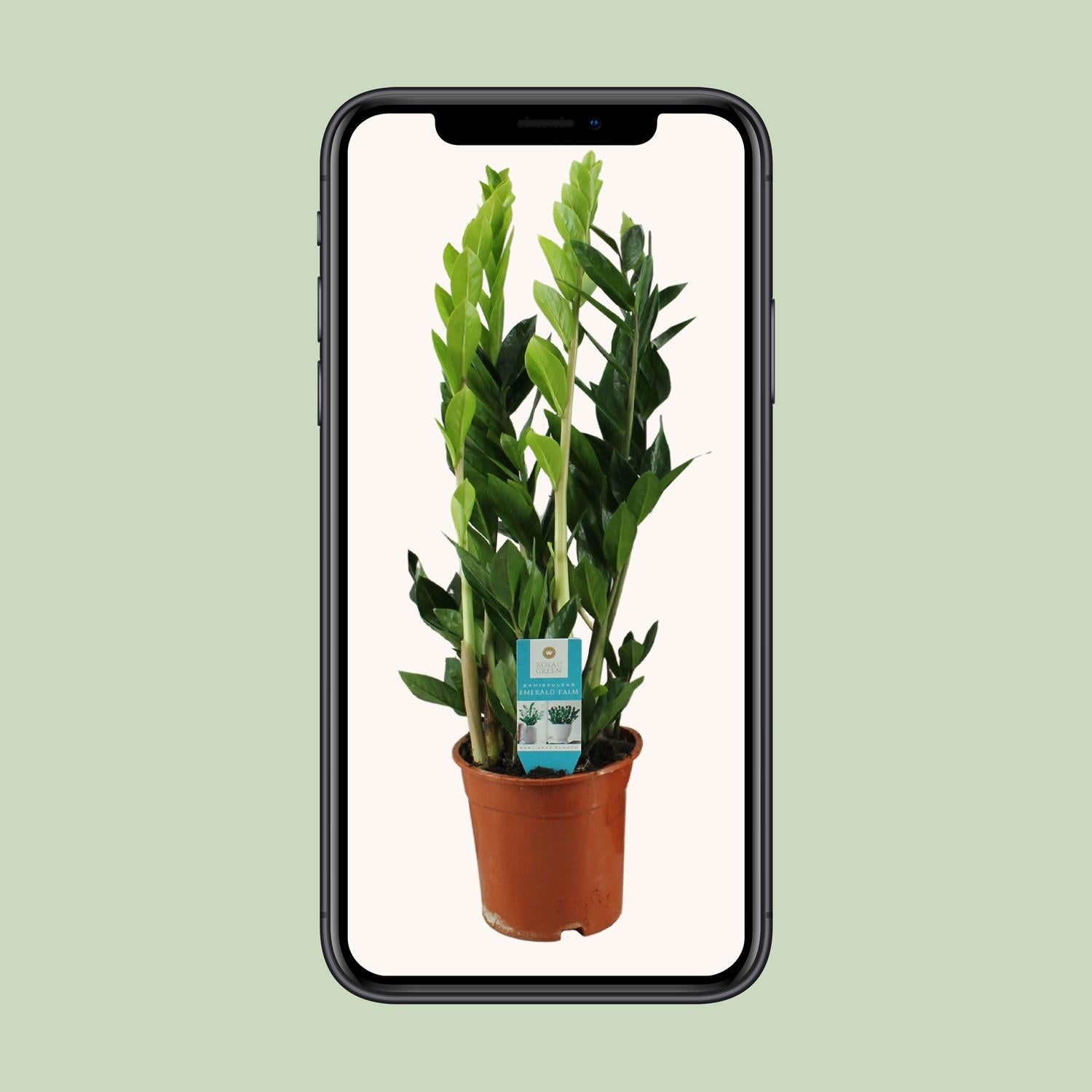 Zamioculcas Zamiifolia - Ø17Cm - ↕65Cm