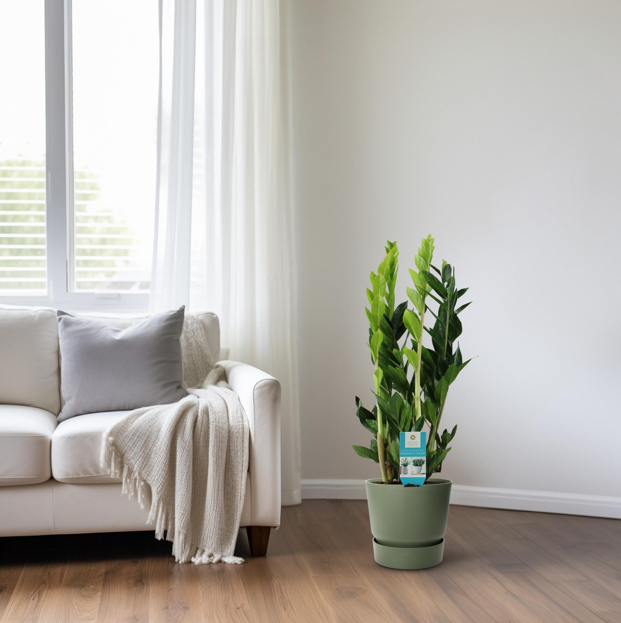 Zamioculcas Zamiifolia - Ø17Cm - ↕65Cm