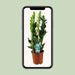 Zamioculcas Zamiifolia - Ø17Cm - ↕65Cm