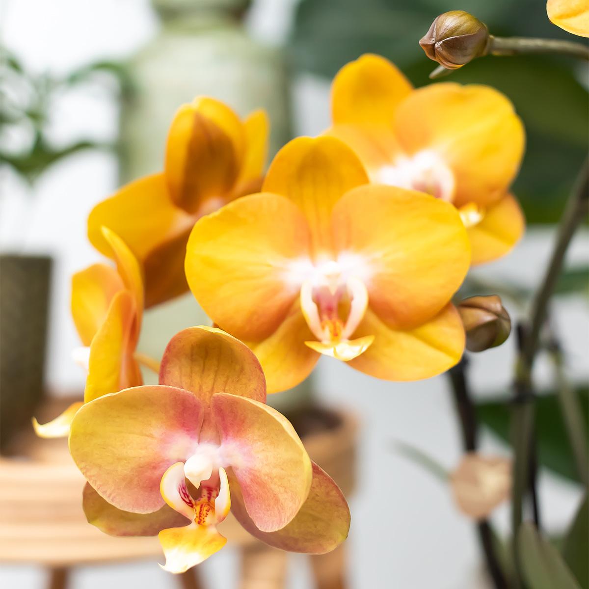 Kolibri Orchids | Oranje Phalaenopsis Orchidee Las Vegas In Gouden Groove Sierpot - Ø12Cm