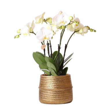 Kolibri Orchids | Witte Phalaenopsis Jewel Ghent Orchidee In Goud Kleurige Groove Sierpot - Potmaat Ø12Cm
