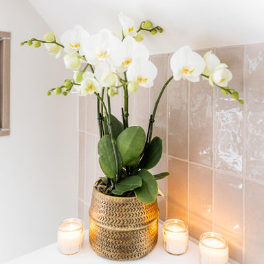Kolibri Orchids | Witte Phalaenopsis Jewel Ghent Orchidee In Goud Kleurige Groove Sierpot - Potmaat Ø12Cm