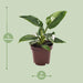 Philodendron White Princess - Ø12Cm - ↕25Cm