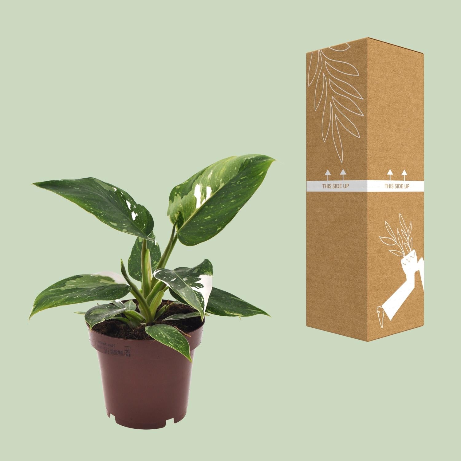 Philodendron White Princess - Ø12Cm - ↕25Cm