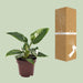 Philodendron White Princess - Ø12Cm - ↕25Cm