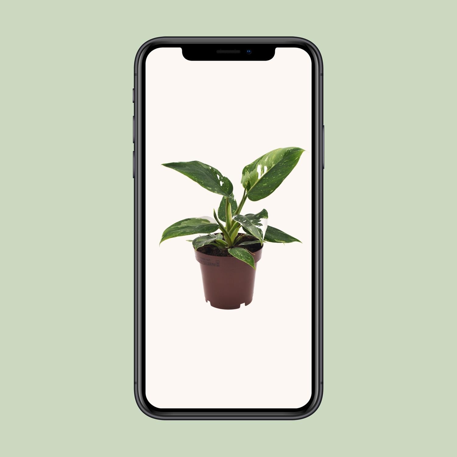 Philodendron White Princess - Ø12Cm - ↕25Cm