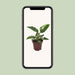 Philodendron White Princess - Ø12Cm - ↕25Cm