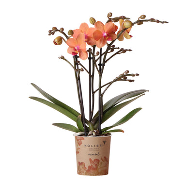 Kolibri Orchids | Oranje Phalaenopsis Orchidee - Mineral Bolzano - Potmaat Ø9Cm | Bloeiende Kamerplant - Vers Van De Kweker