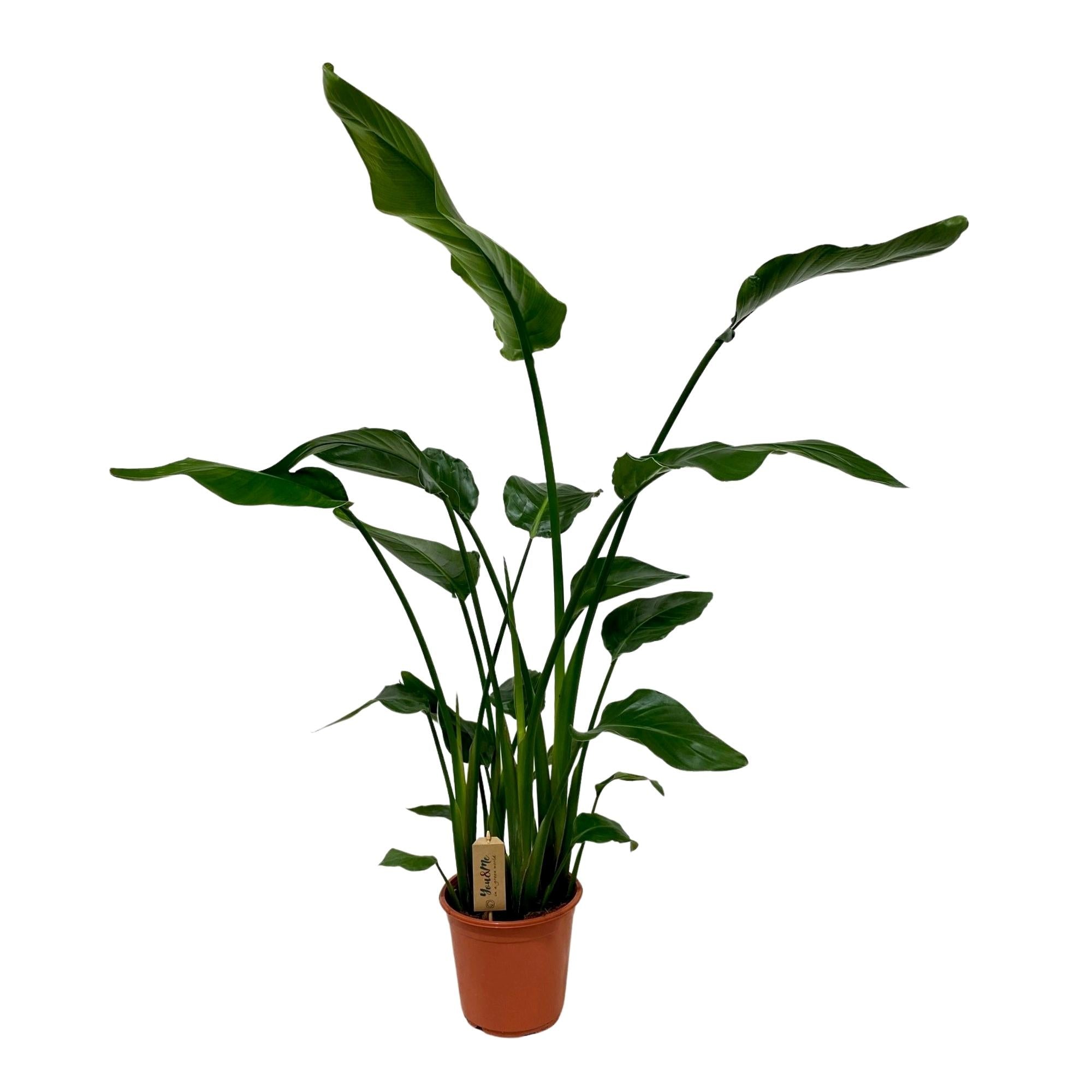Strelitzia Nicolai - Ø21Cm - ↕120Cm