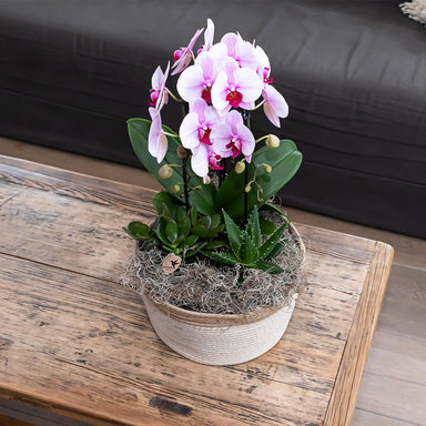 Kolibri Orchids | Roze Phalaenopsis Orchidee - Niagara Fall  - Potmaat Ø12Cm | Bloeiende Kamerplant - Vers Van De Kweker