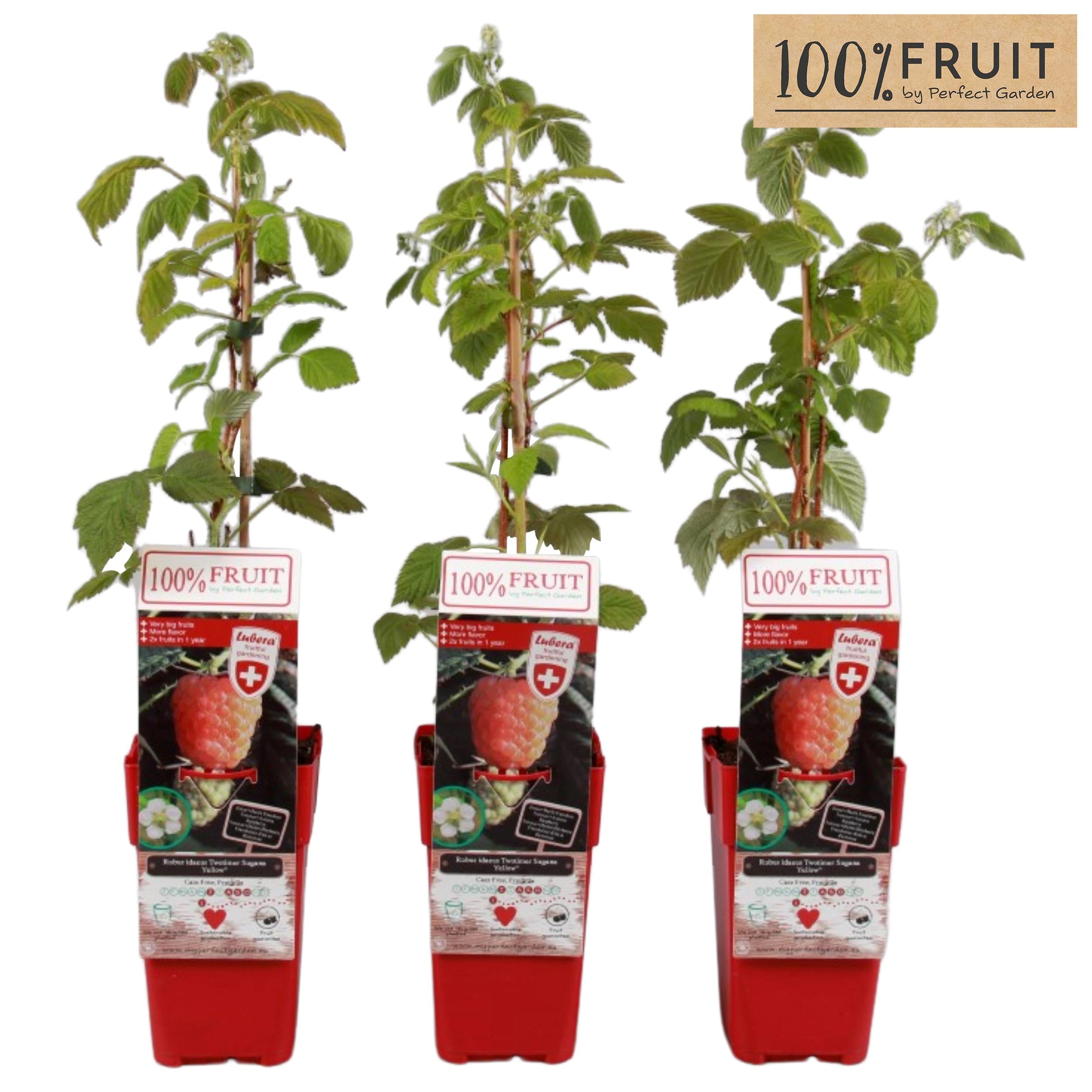 Rubus Id. Twotimer Sugana Yellow - Ø15Cm - ↕65Cm