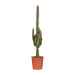 Euphorbia Trigona Rubra - Ø17Cm - ↕70Cm