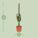 Euphorbia Trigona Rubra - Ø17Cm - ↕70Cm