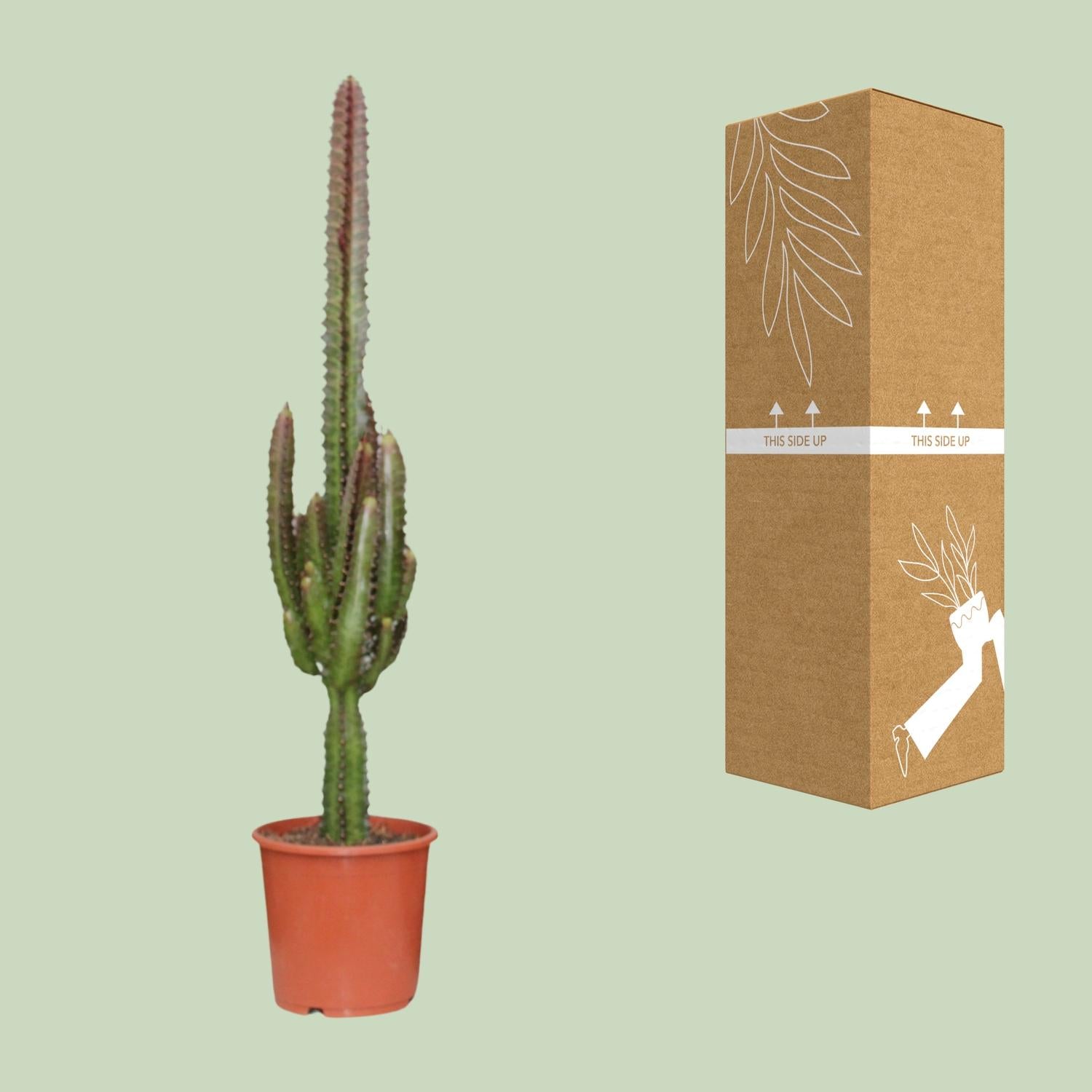 Euphorbia Trigona Rubra - Ø17Cm - ↕70Cm