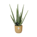 Aloe Vera 12Cm In Elho Vibes Fold 14Cm Geel