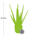 Aloe Vera 12Cm In Elho Vibes Fold 14Cm Geel