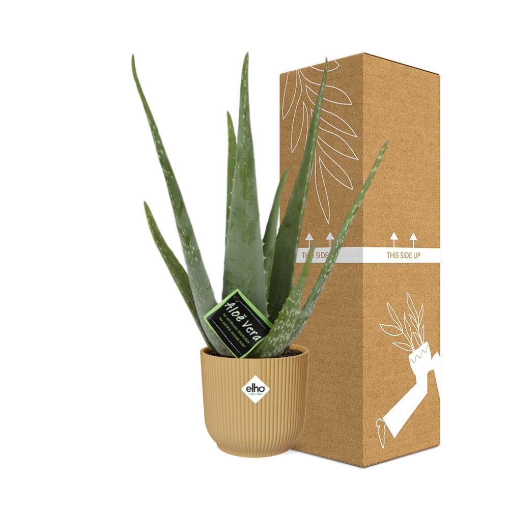 Aloe Vera 12Cm In Elho Vibes Fold 14Cm Geel
