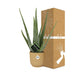 Aloe Vera 12Cm In Elho Vibes Fold 14Cm Geel