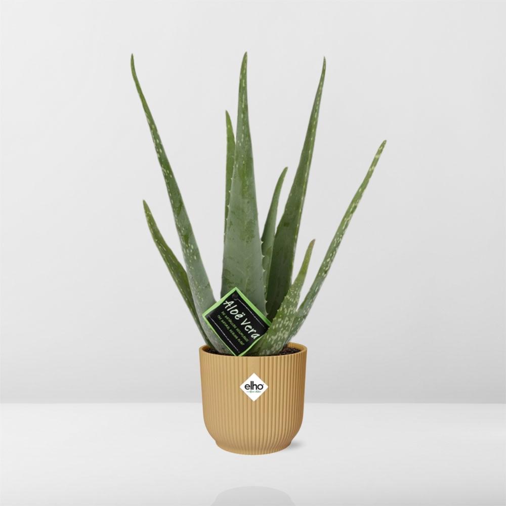 Aloe Vera 12Cm In Elho Vibes Fold 14Cm Geel