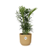 Chamaedorea Elegans In Elho Vibes Fold 14Cm Geel