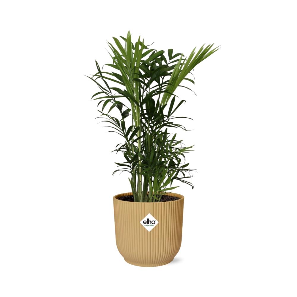 Chamaedorea Elegans In Elho Vibes Fold 14Cm Geel