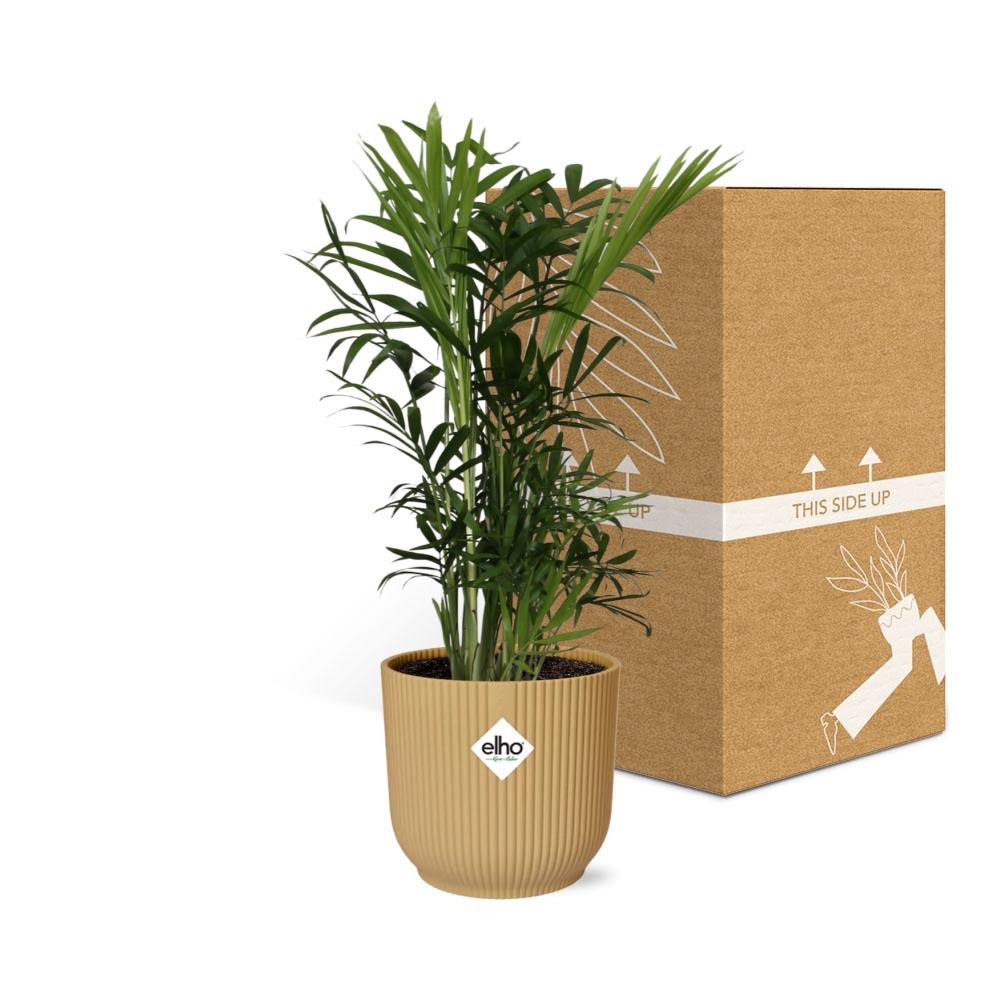 Chamaedorea Elegans In Elho Vibes Fold 14Cm Geel