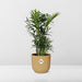 Chamaedorea Elegans In Elho Vibes Fold 14Cm Geel