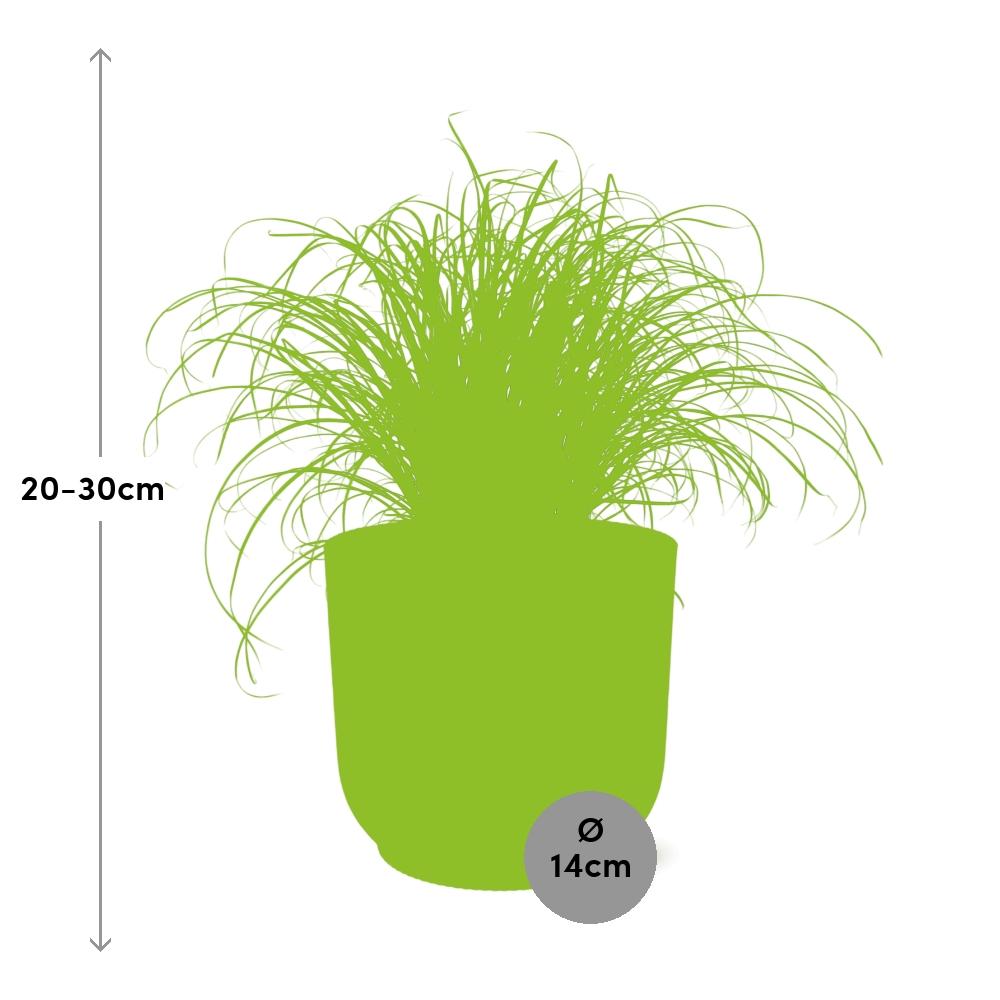 Cyperus Alternifolius Zumula In Elho Vibes Fold 14Cm Geel