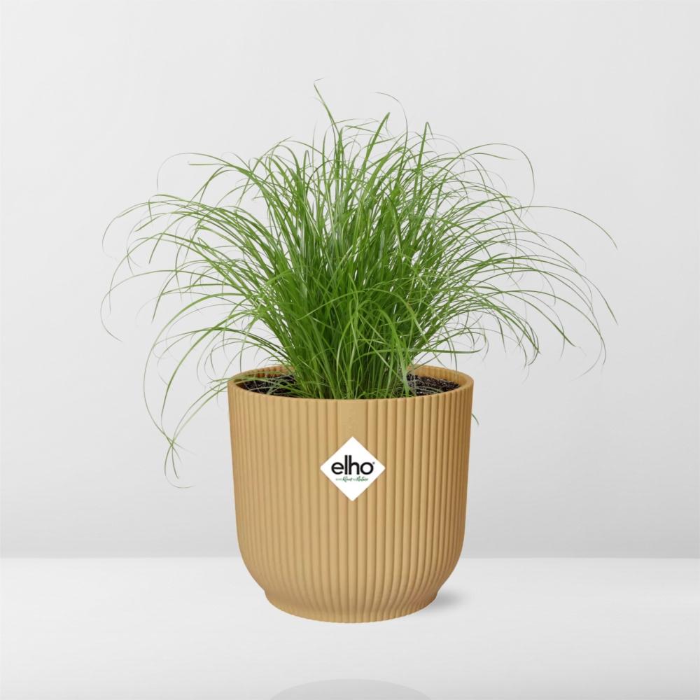 Cyperus Alternifolius Zumula In Elho Vibes Fold 14Cm Geel