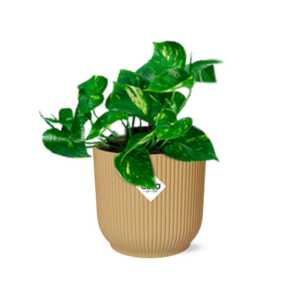 Epipremnum Pinnatum ‘Aureum’ In Elho Vibes Fold 14Cm Geel