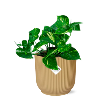 Epipremnum Pinnatum ‘Aureum’ In Elho Vibes Fold 14Cm Geel