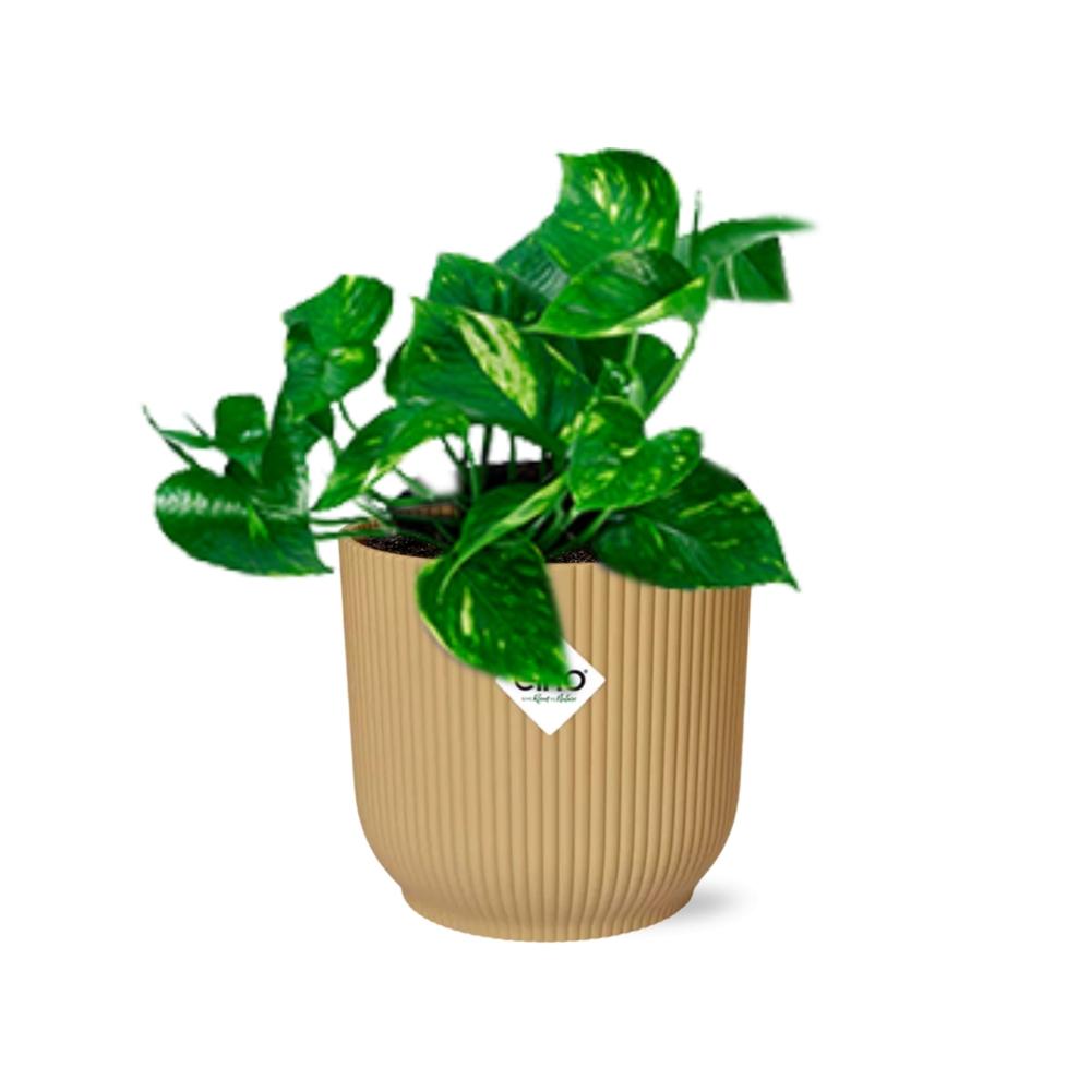 Epipremnum Pinnatum ‘Aureum’ In Elho Vibes Fold 14Cm Geel