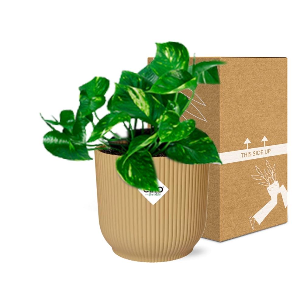 Epipremnum Pinnatum ‘Aureum’ In Elho Vibes Fold 14Cm Geel