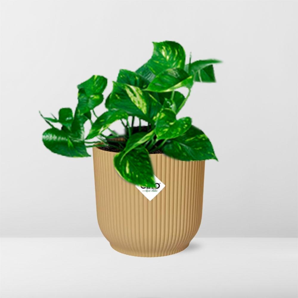 Epipremnum Pinnatum ‘Aureum’ In Elho Vibes Fold 14Cm Geel