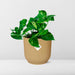 Epipremnum Pinnatum ‘Aureum’ In Elho Vibes Fold 14Cm Geel