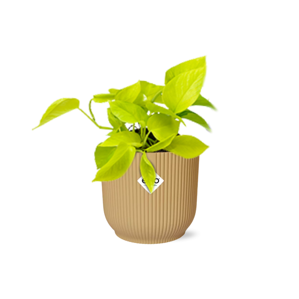 Epipremnum Pinnatum ‘Golden Pothos’ In Elho Vibes Fold 14Cm Geel