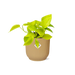 Epipremnum Pinnatum ‘Golden Pothos’ In Elho Vibes Fold 14Cm Geel