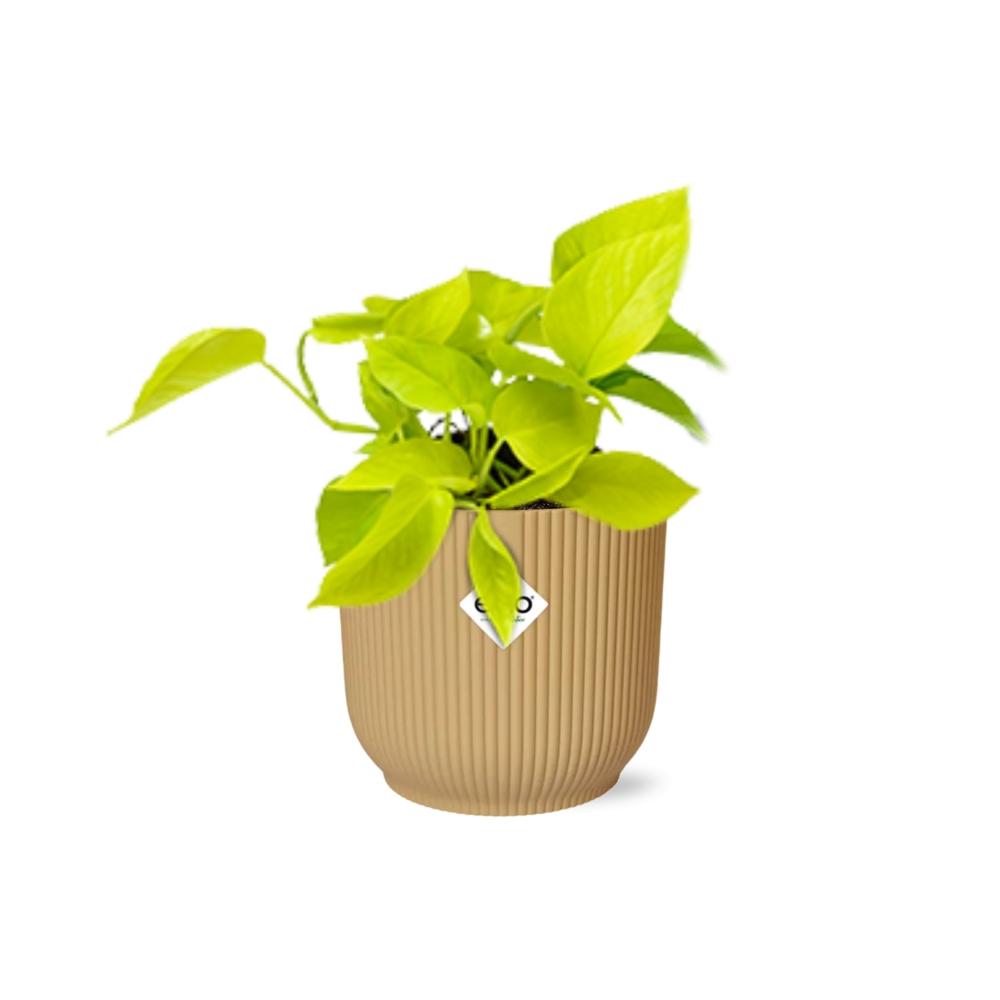 Epipremnum Pinnatum ‘Golden Pothos’ In Elho Vibes Fold 14Cm Geel