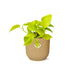 Epipremnum Pinnatum ‘Golden Pothos’ In Elho Vibes Fold 14Cm Geel