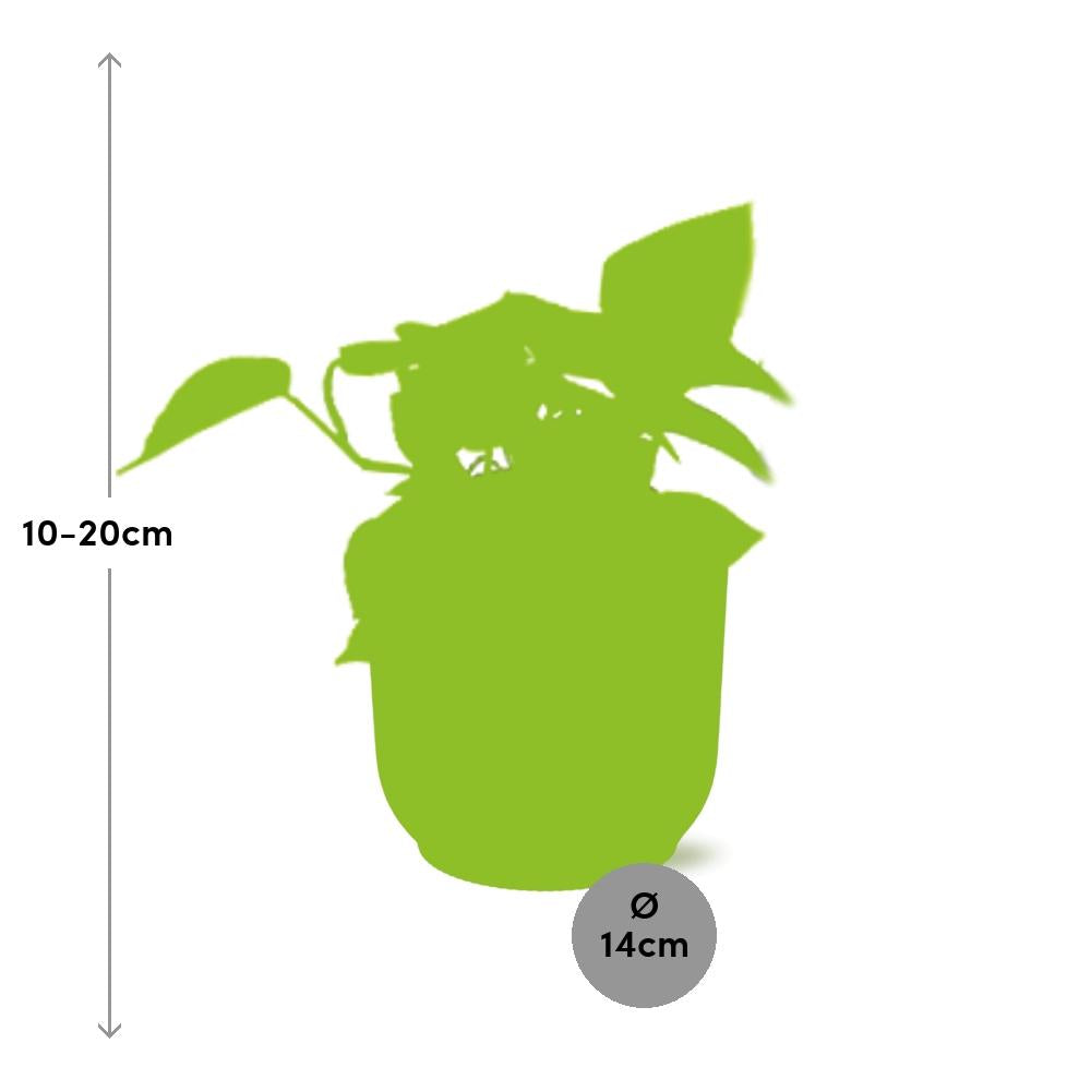 Epipremnum Pinnatum ‘Golden Pothos’ In Elho Vibes Fold 14Cm Geel