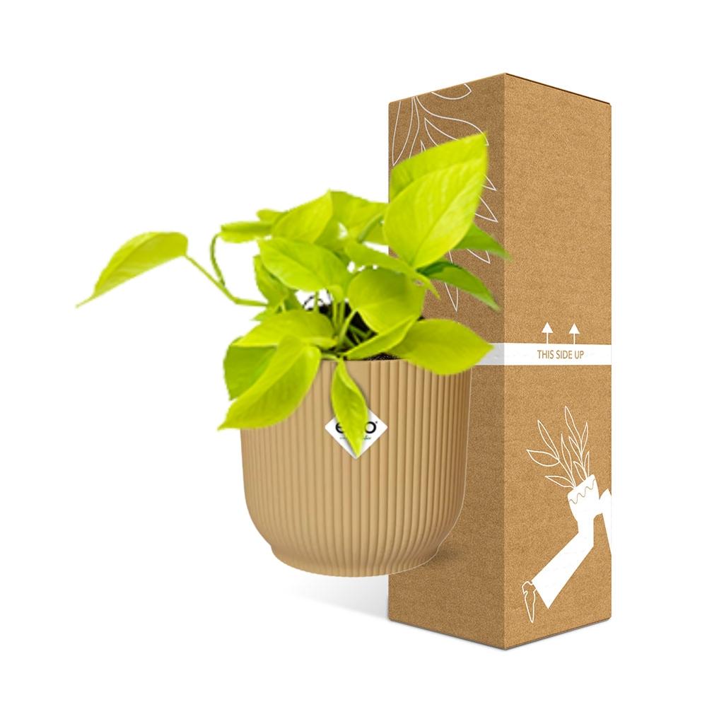 Epipremnum Pinnatum ‘Golden Pothos’ In Elho Vibes Fold 14Cm Geel
