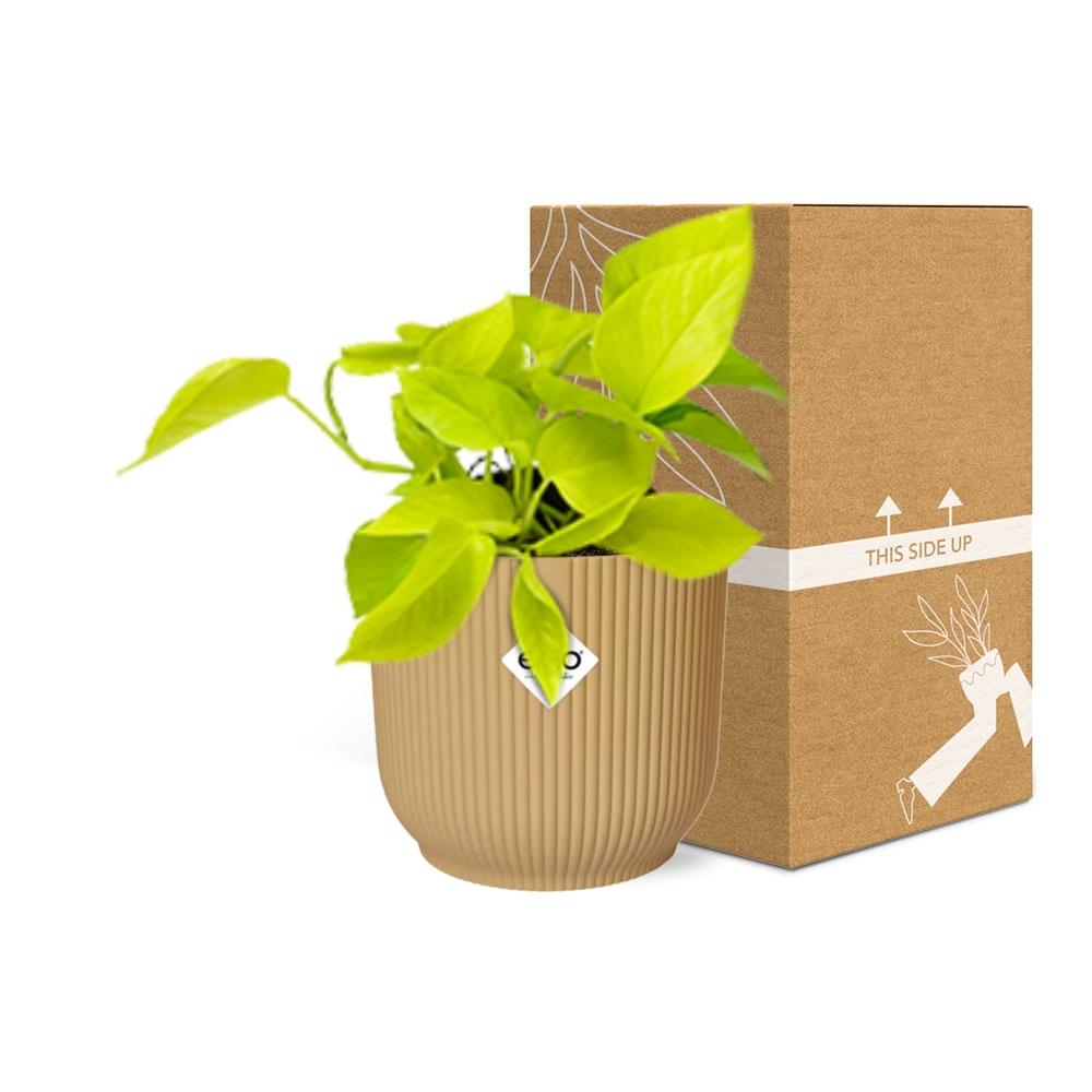 Epipremnum Pinnatum ‘Golden Pothos’ In Elho Vibes Fold 14Cm Geel