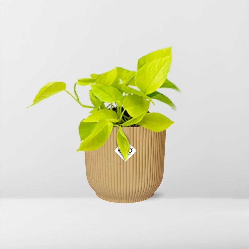 Epipremnum Pinnatum ‘Golden Pothos’ In Elho Vibes Fold 14Cm Geel