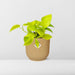 Epipremnum Pinnatum ‘Golden Pothos’ In Elho Vibes Fold 14Cm Geel