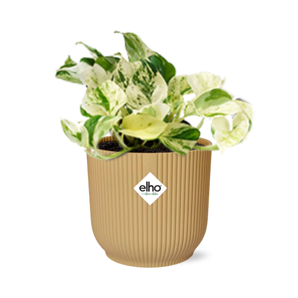 Epipremnum Pinnatum Happy Leaf In Elho Vibes Fold 14Cm Geel