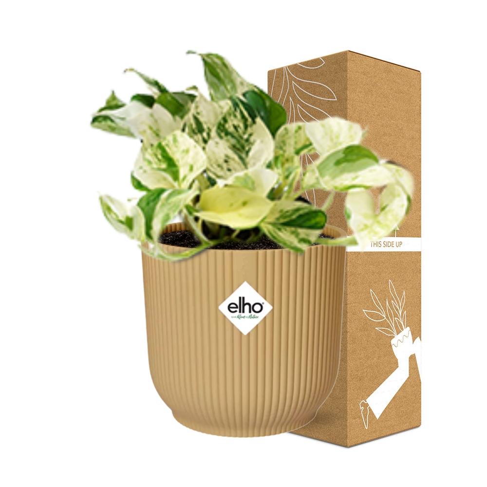 Epipremnum Pinnatum Happy Leaf In Elho Vibes Fold 14Cm Geel