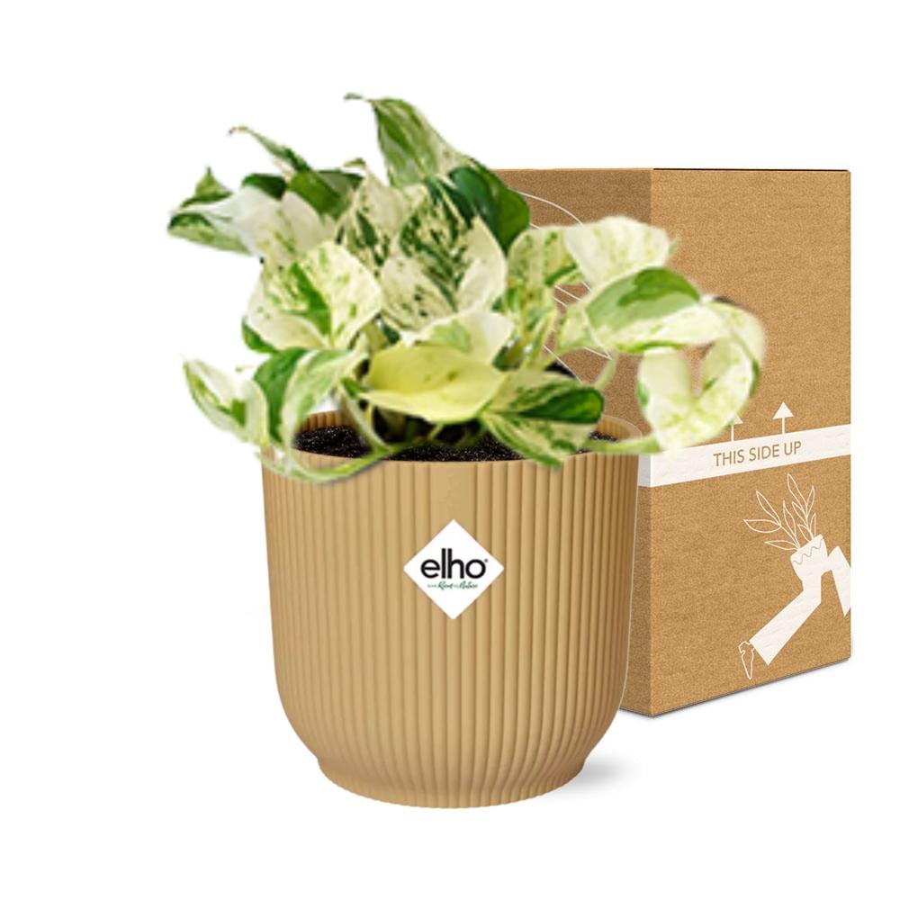 Epipremnum Pinnatum Happy Leaf In Elho Vibes Fold 14Cm Geel